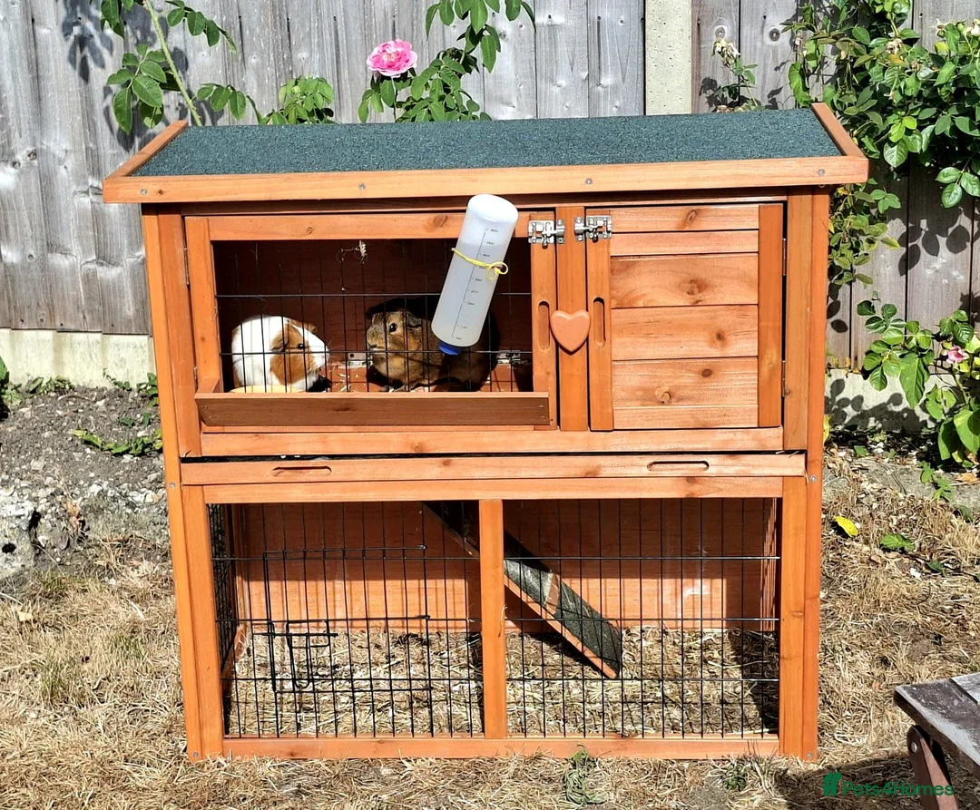 Guinea Pig rodents for sale: 3 x female guinea pigs and 2 tier hutch in Southampton - Advert 1