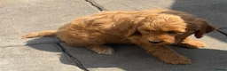 Cockapoo dogs for sale: Cockapoo f1 pups  - Advert 8