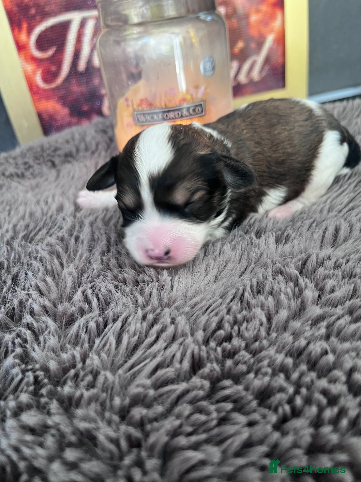 Cavapoo dogs TOY cavapoo puppies  - Advert 1