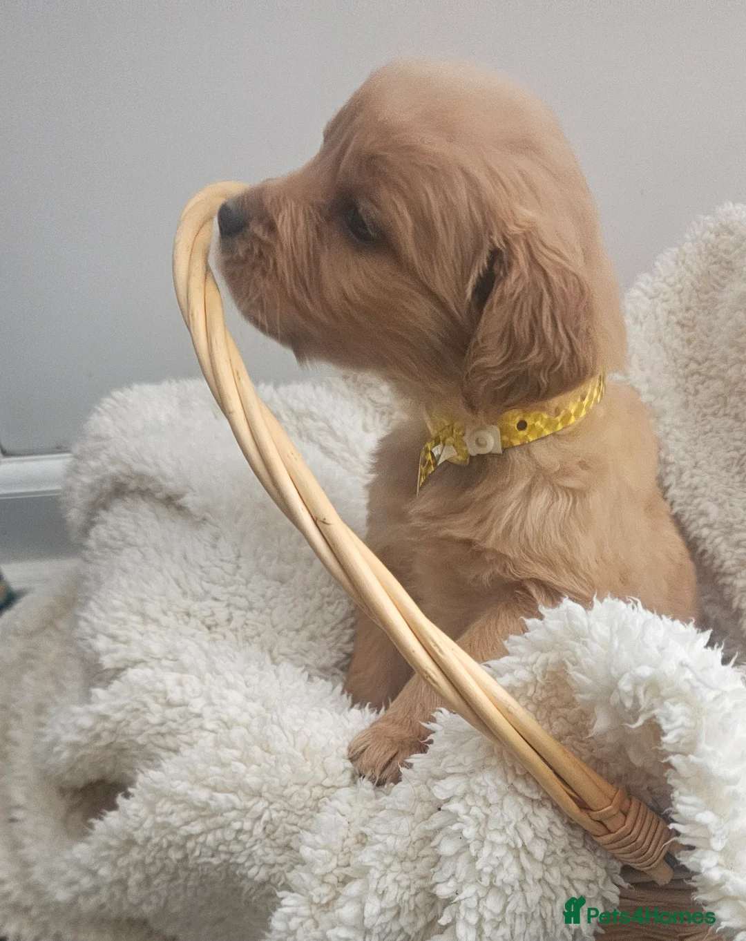 Golden Retriever dogs for sale: Amazing shades long awaited litter - Advert 22