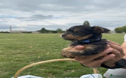Yorkshire Terrier dogs for sale: Mini Yorkshire Terrier Puppies looking for Home - Image 20