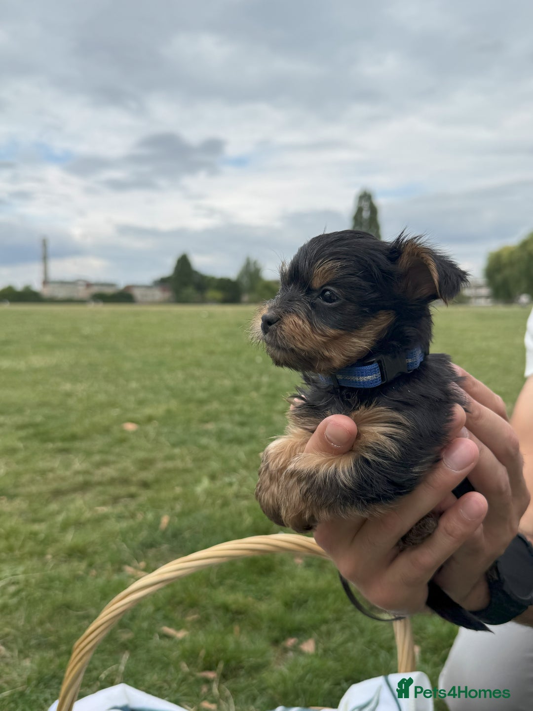 Yorkshire Terrier dogs for sale: Mini Yorkshire Terrier Puppies looking for Home - Image 20