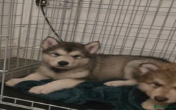 Alaskan Malamute dogs for sale: 2 female alaskan malamute girls ready now!! - Image 19