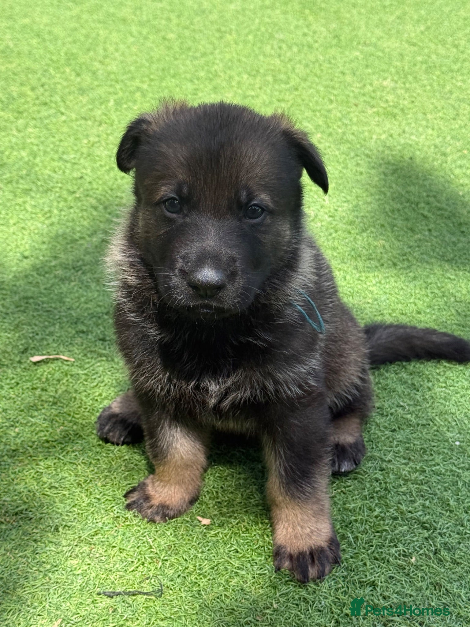 German Shepherd dogs ELITE KC REG CZECH WORKING LINE GSD PUPPIES 🏆 - Advert 2