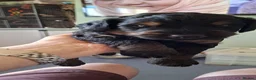 Mixed Breed dogs for sale: Rottweiler / Rottidoodle puppies - Advert 16