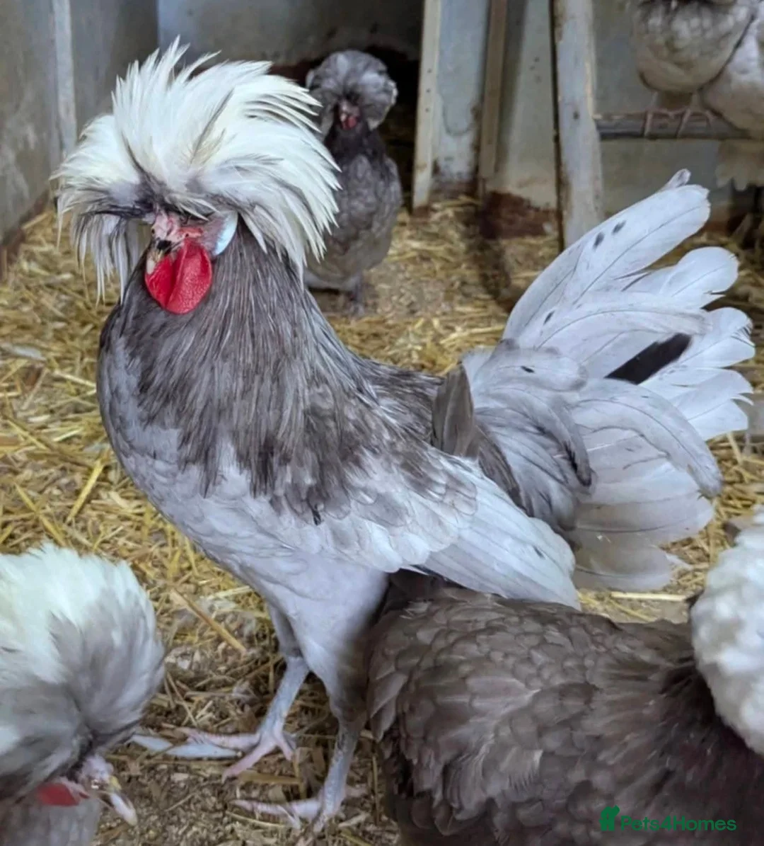 Chickens poultry for sale: Purebred Polish Poland Bantam Hatching Egg - Advert 4