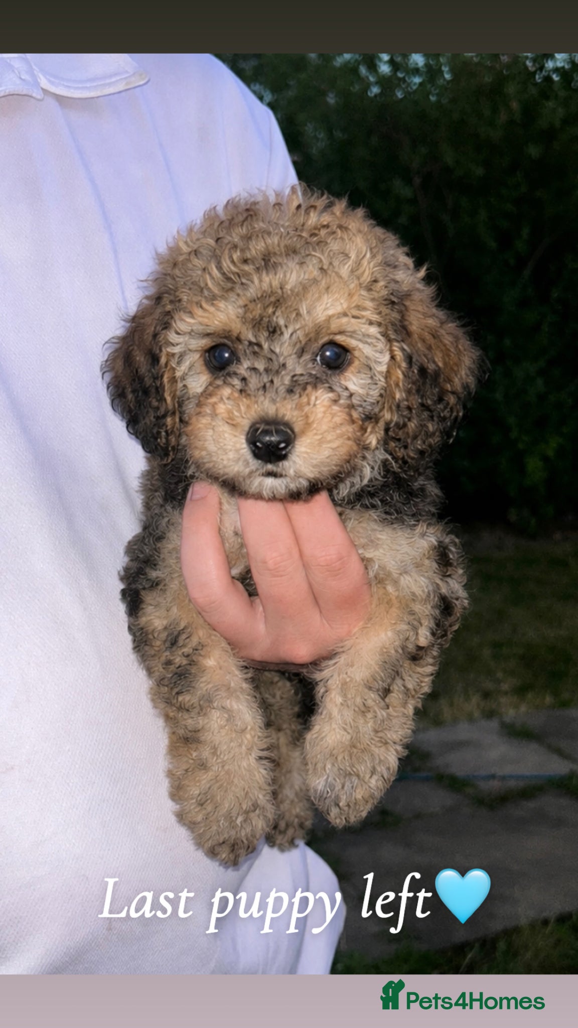 Cavapoo dogs Beautiful F1B Cavapoo Puppies - Advert 1