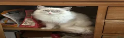 Ragdoll cats for sale: PURE ragdoll male  - Advert 3