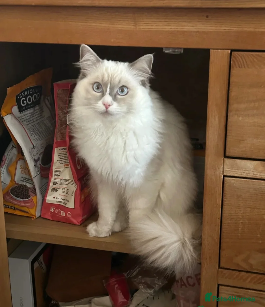 Ragdoll cats for sale: PURE ragdoll male  - Advert 3
