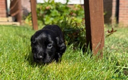 Cocker Spaniel dogs for sale: KC REG Cocker Spaniels - Image 25