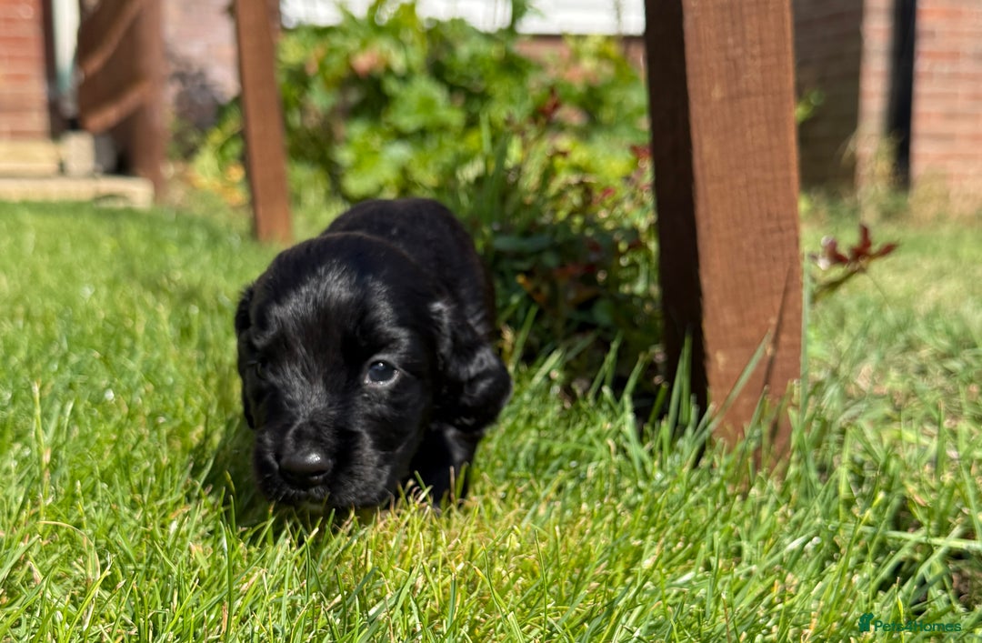 Cocker Spaniel dogs for sale: KC REG Cocker Spaniels - Image 25