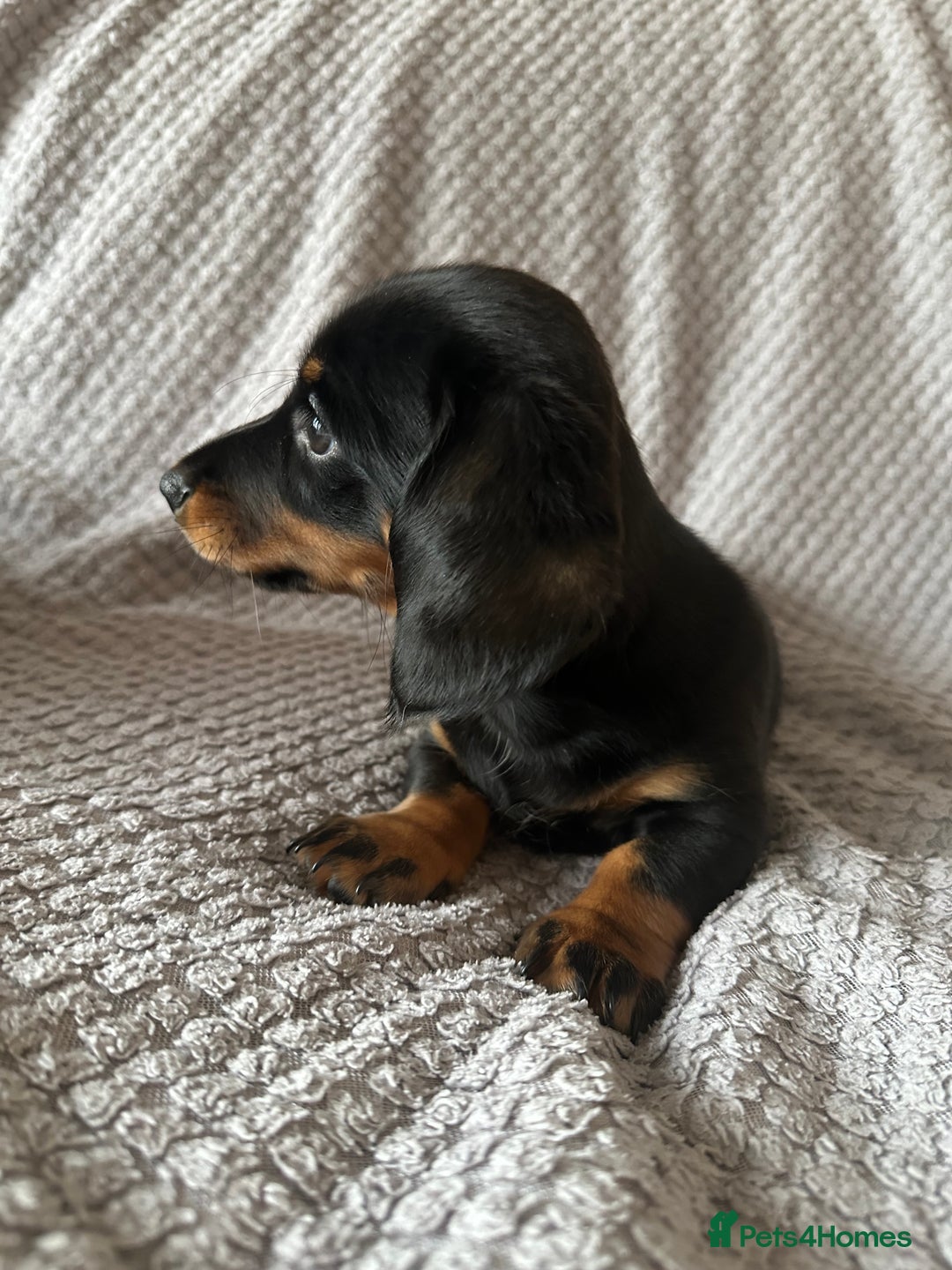 Miniature Dachshund dogs for sale: KC Reg - 1 puppy looking for his forever home - Advert 14