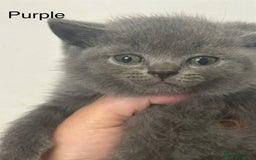 British Shorthair cats for sale: Pedigree GCCF BSH kittens ready in 2 weeks time !! - Image 12