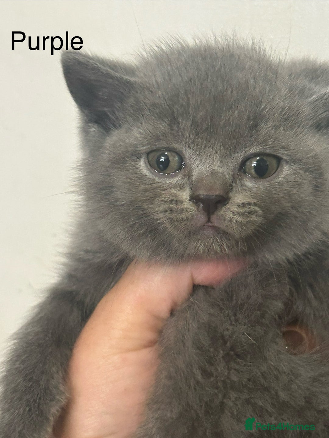 British Shorthair cats for sale: Pedigree GCCF BSH kittens ready in 2 weeks time !! - Image 12