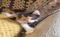 Mixed Breed cats for sale: Bonded pair of Kittens (vaccinated) - Image 7