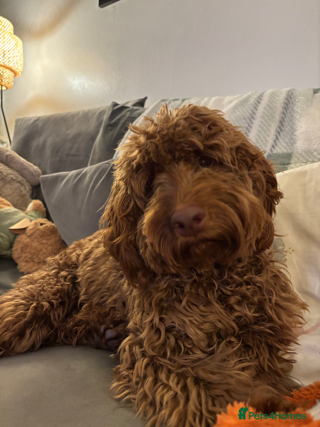 Cockapoo dogs for sale:  Beautiful Rolo - Advert 7