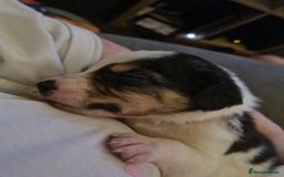 Sprollie dogs for sale: Sprollies - Image 18