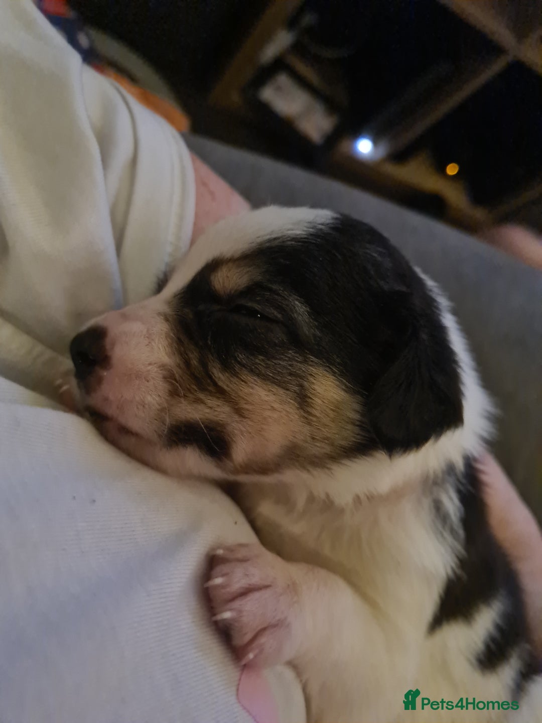 Sprollie dogs for sale: Sprollies - Image 18