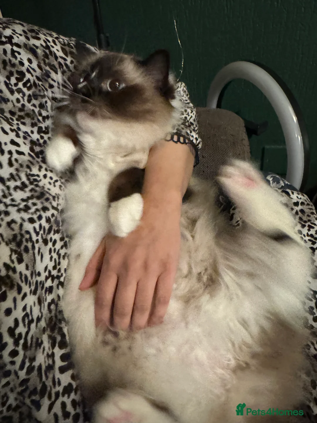 Ragdoll cats for sale: Active Ragdoll Queens  - Advert 2