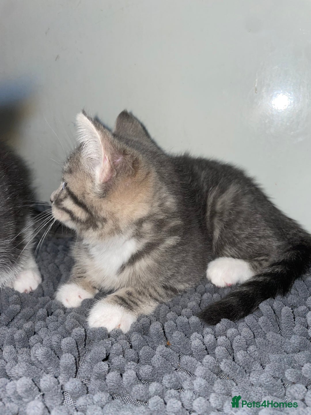 British Shorthair cats for sale: Silver tabby  - Image 10