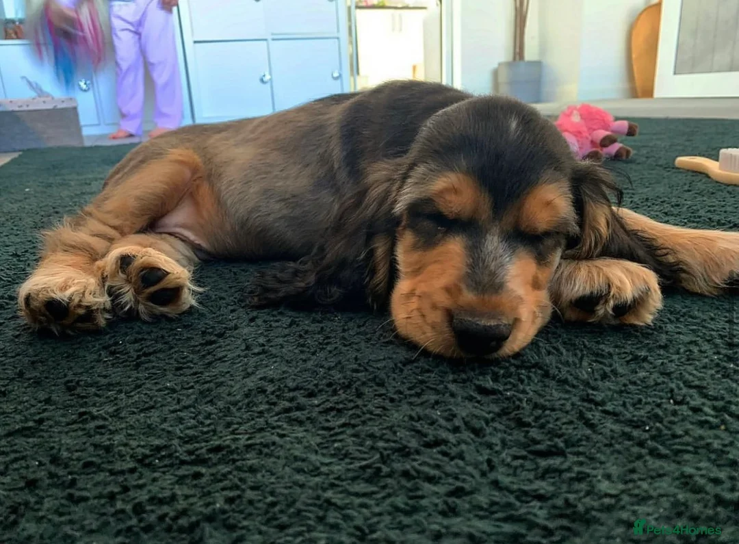 Cocker Spaniel dogs for stud: Cocker Spaniel male for stud - Advert 16