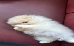 Pomeranian dogs for sale: Mini Pomeranian boy - Image 4
