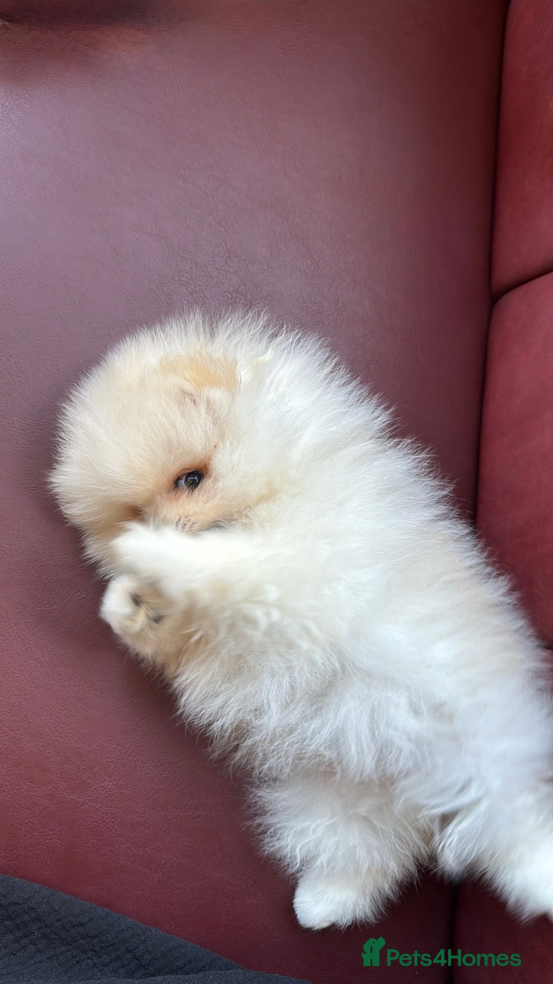 Pomeranian dogs for sale: Mini Pomeranian boy - Image 4