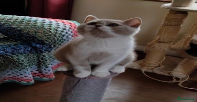 British Shorthair cats in London - Advert 13