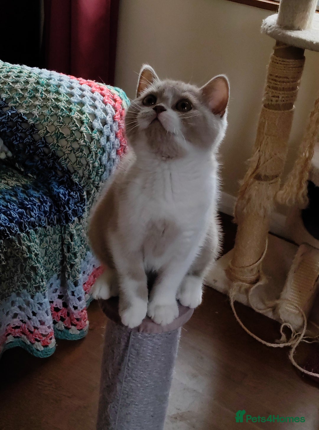 British Shorthair cats for sale: Champ lines gorgeous GCCF reg  girls (2 litters!) in London - Image 2