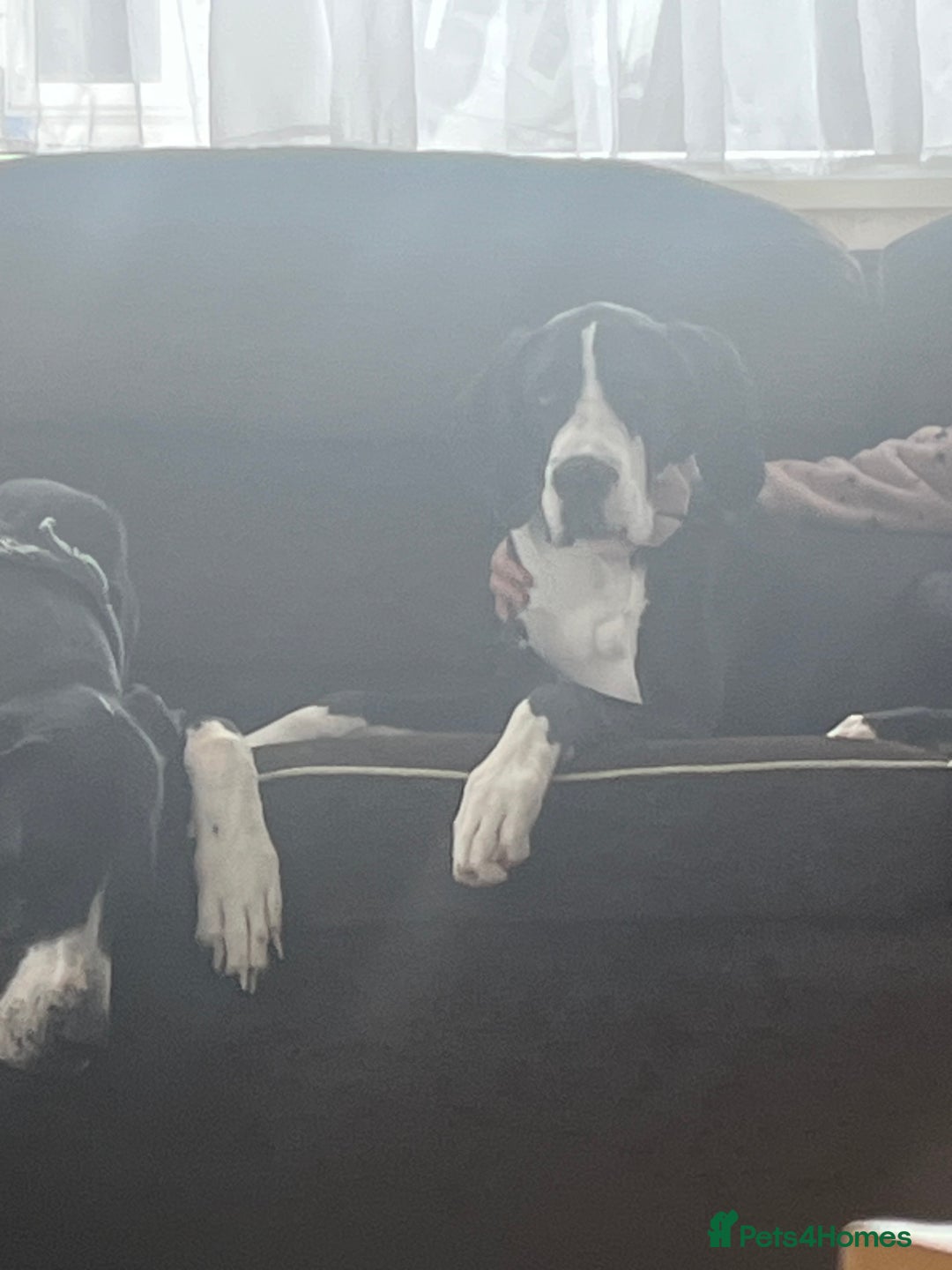 Great Dane dogs for sale: Beautifully bread female mantle - Advert 5