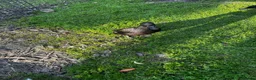 Ducks poultry for sale: East Indian ducks  in Gosport - Advert 5
