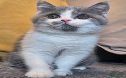 British Shorthair cats for sale: READY NOW GCCF reg BSH kittens - Image 31