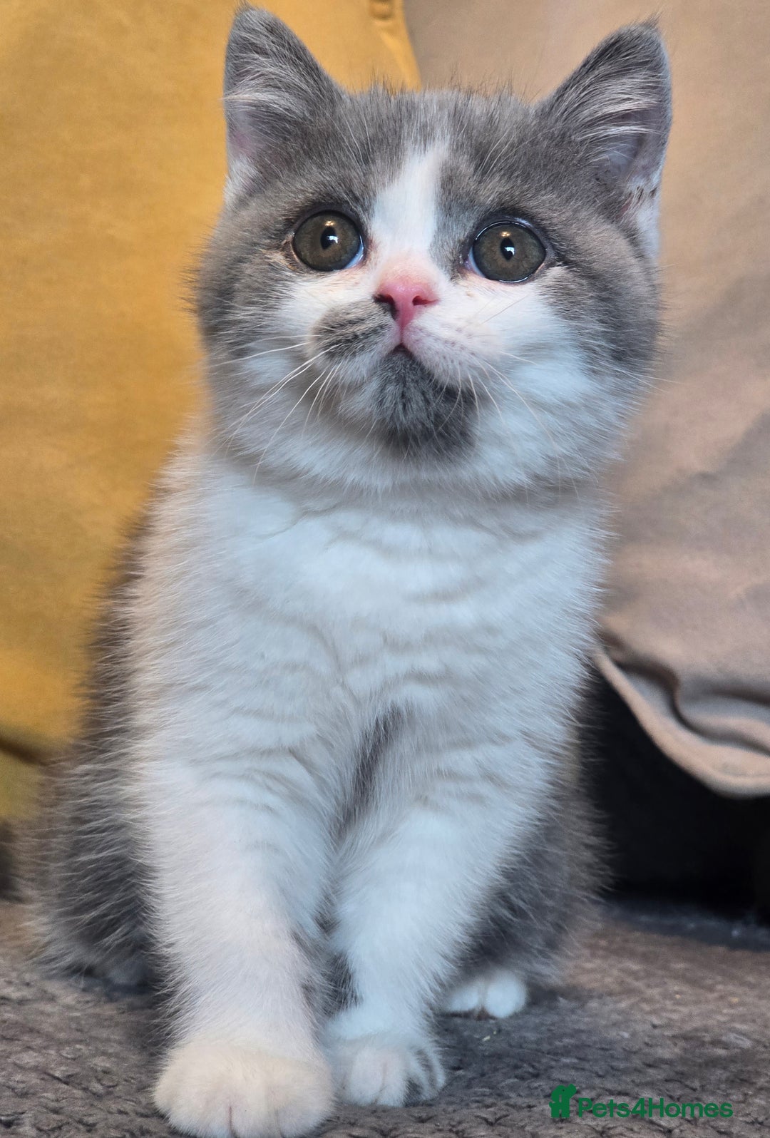 British Shorthair cats for sale: READY NOW GCCF reg BSH kittens - Image 31