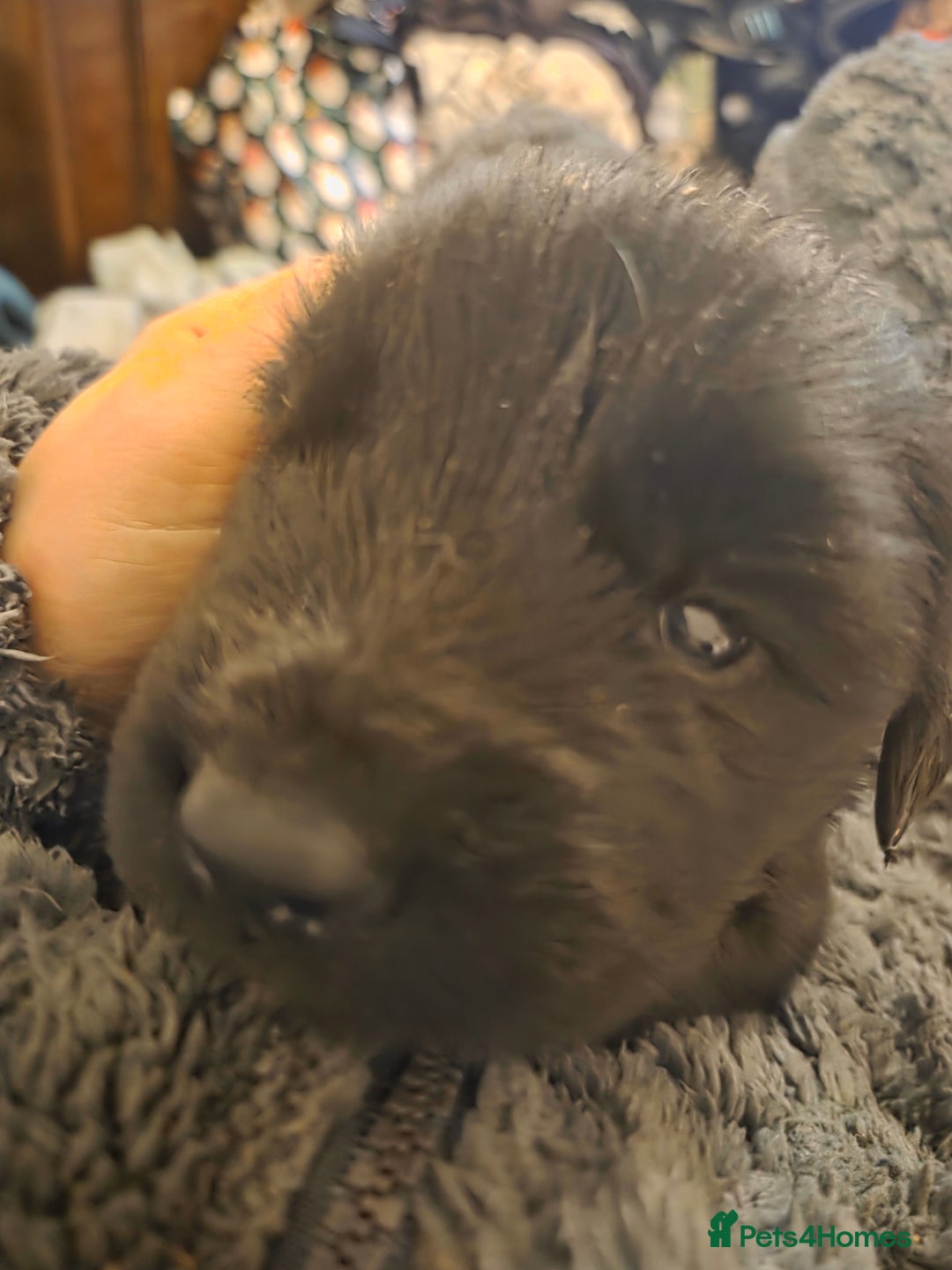 Mixed Breed dogs for sale: Gorgeous St Bernewfie Puppies - Advert 10