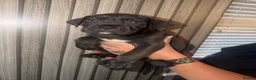 Cane Corso dogs for sale: Cane corso puppies  - Advert 19