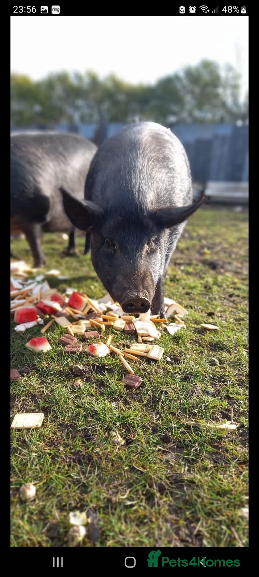 Pig livestock for sale: Ronnie and reggie  - Image 25