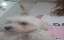 Maltese dogs for sale: Adorable maltese 3boys and 3 girls - Image 20
