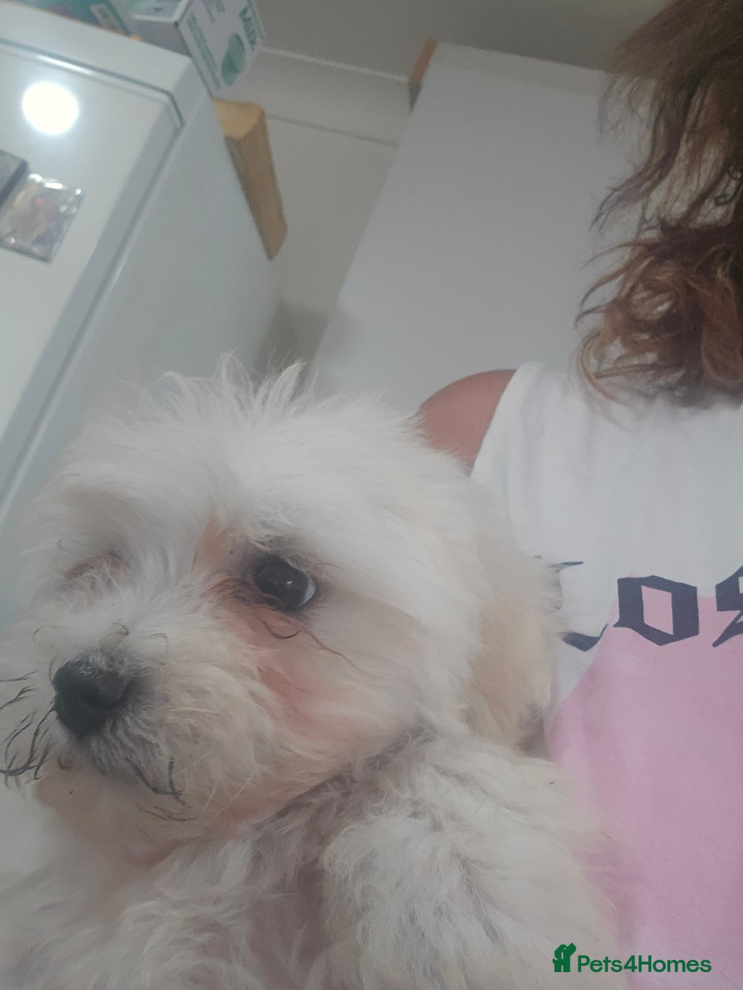 Maltese dogs for sale: Adorable maltese 3boys and 3 girls - Image 20