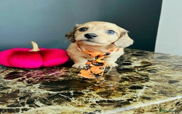 Miniature Dachshund dogs for sale: Cream Litter 5 Star Breeder ⭐️⭐️⭐️⭐️⭐️  - Image 20