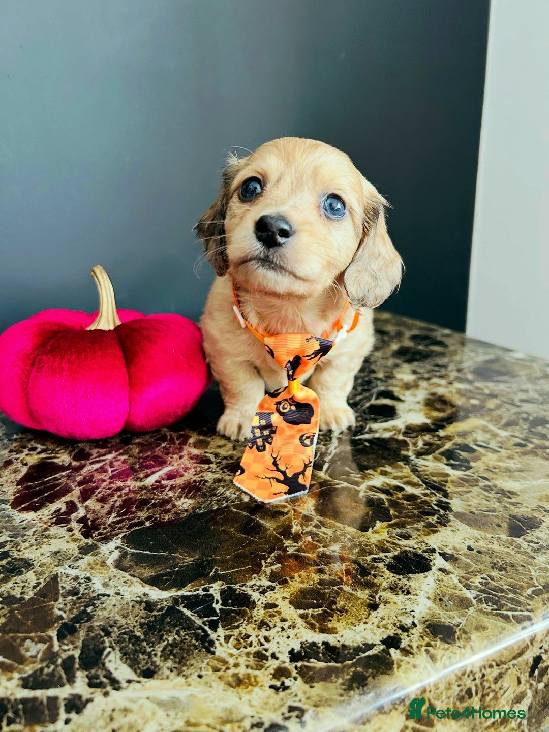 Miniature Dachshund dogs for sale: Cream Litter 5 Star Breeder ⭐️⭐️⭐️⭐️⭐️  - Image 20