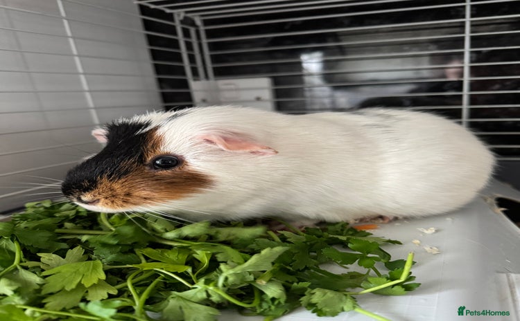 Guinea Pig rodents - Advert 13