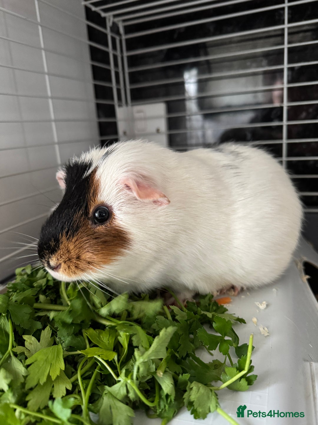Guinea Pig rodents for sale: Guinea Pig looking for a new home  - Image 1
