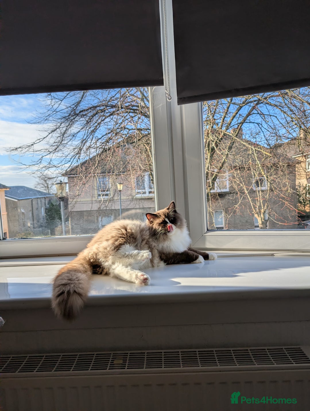 Ragdoll cats for sale: Beautiful Ragdoll Cats – Milo & Caramella - Advert 9