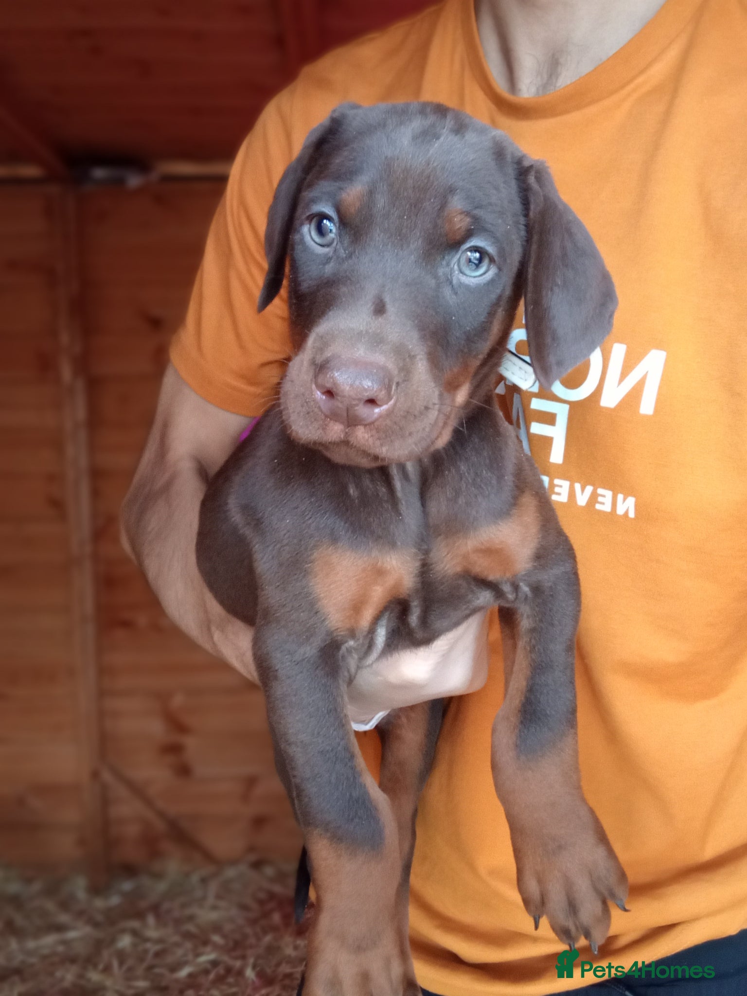 Dobermann dogs 🔥Ready Soon Top Quality KC Registered 🏆 - Advert 2