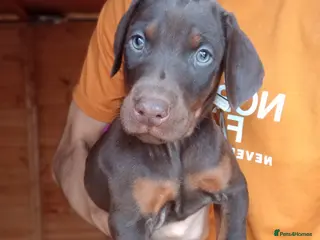 Dobermann dogs 🔥Ready Soon Top Quality KC Registered 🏆 - Advert 2