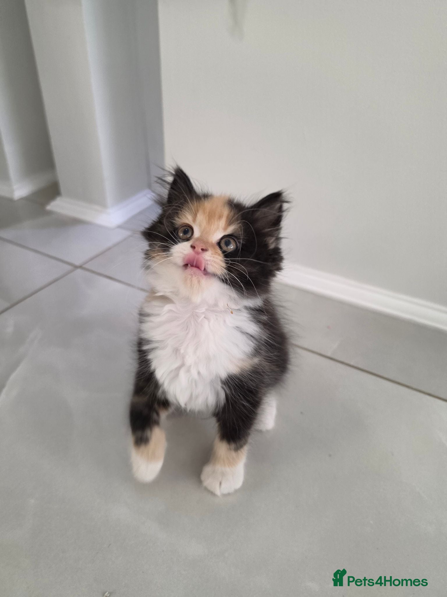 Persian cats Adorable Persian Cross Kittens Looking for home - Advert 2