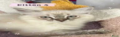 Kitten 4