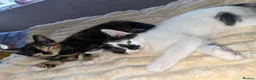 Mixed Breed cats for sale: Find them a loving forever home  - Advert 10