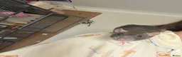 Rat rodents for sale: Female Fancy Rats For Sale in Rotherham - Advert 13