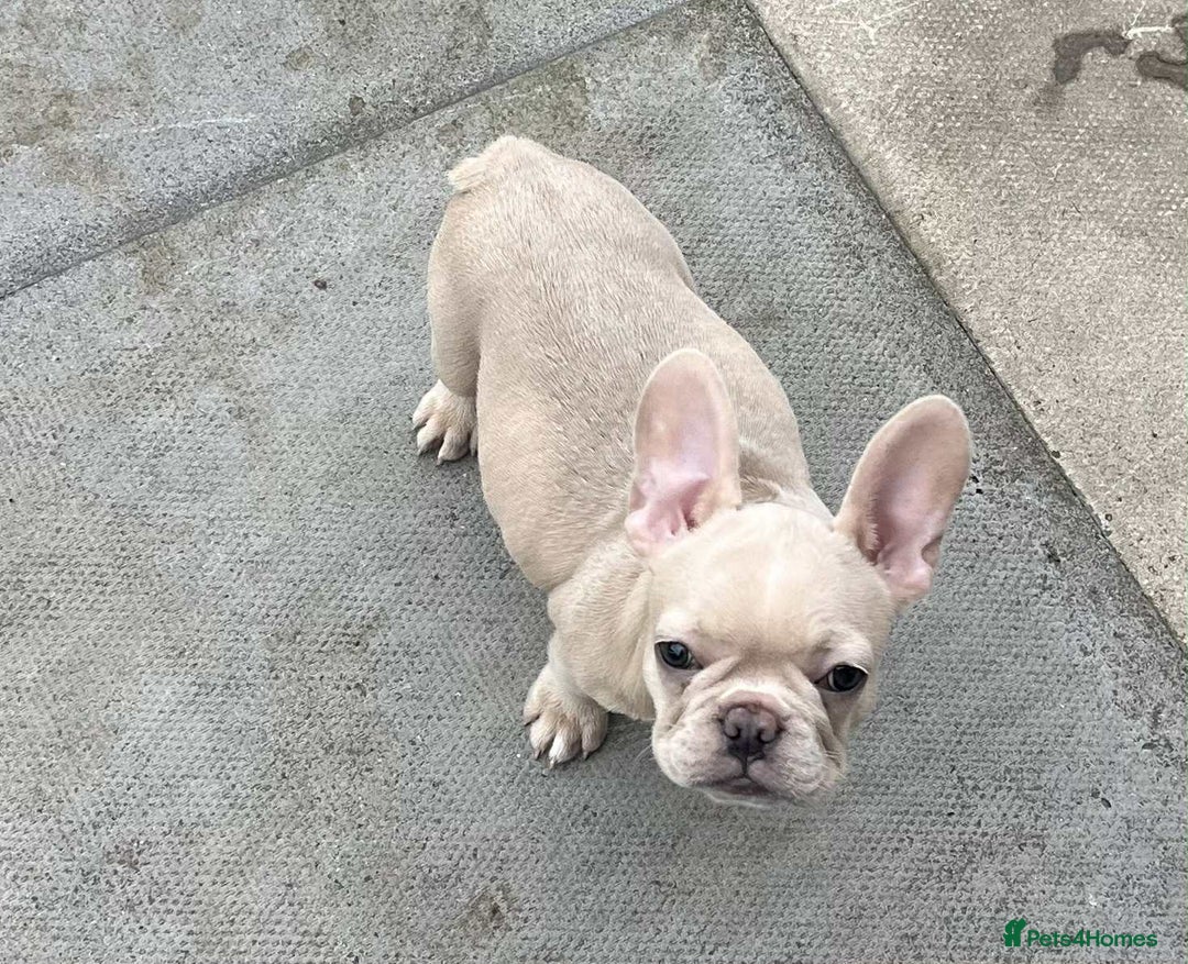 French Bulldog dogs for sale: Beautiful non kc female  - Image 27